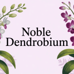 Noble dendrobium orchidée avec cannes épaisses et fleurs vives