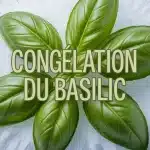 Illustration congélation du basilic feuilles vertes fraîches
