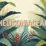 Illustration vectorielle Heliconiaceae avec feuilles et inflorescences colorées