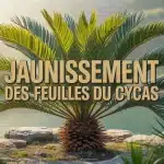 Cycas avec feuilles jaunes et vertes illustration vectorielle