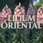 Massif de Lilium oriental en pleine floraison estivale avec feuillage vert