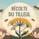 Tilleul en floraison pour récolte du tilleul