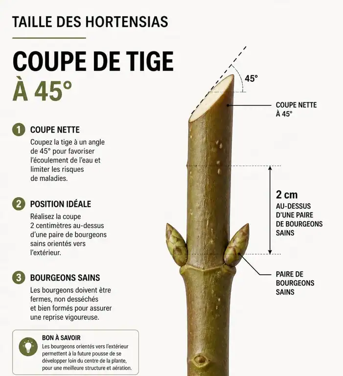 Schéma explicatif du geste technique pour quand couper hortensia avec une coupe en biais au-dessus du bourgeon