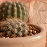 Cactaceae : aréole et épines pour distinguer cactus et succulentes