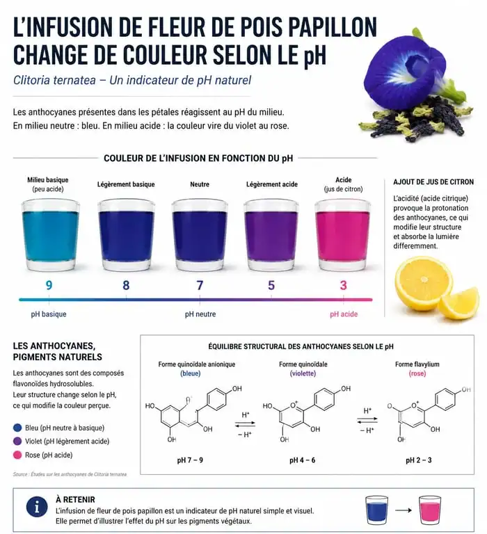 Infographie montrant le changement de couleur de l'infusion de fleur papillon Clitoria ternatea selon le pH