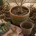 Olivier perds ses feuilles : cycle naturel ou maladie