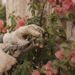 Quand tailler les bougainvilliers : bougainvillier taillé pour floraison record