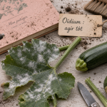 Courgette maladies : feuille avec oïdium, agir tôt contre mildiou
