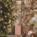 Différence entre jasmin étoilé et jasmin officinal : fleurs blanches sur treillage